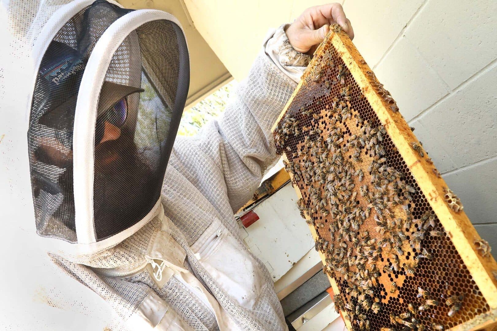 Beekeeper in veiled suit holding up a frame of honeycomb and bees, bright overcast light