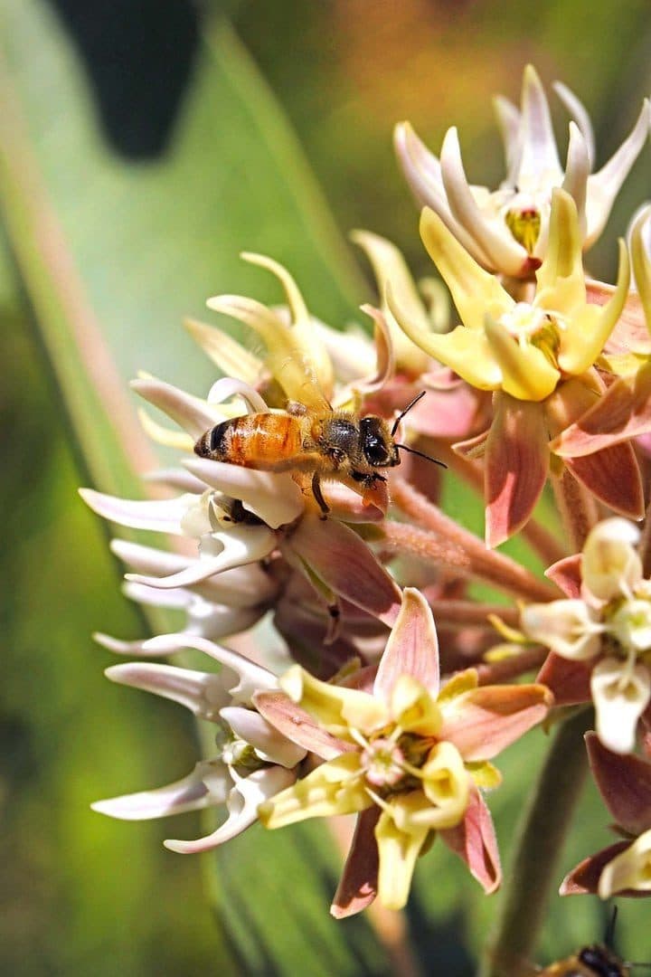 Honeybee on pink-and-cream milkweed blossoms, macro, soft green background