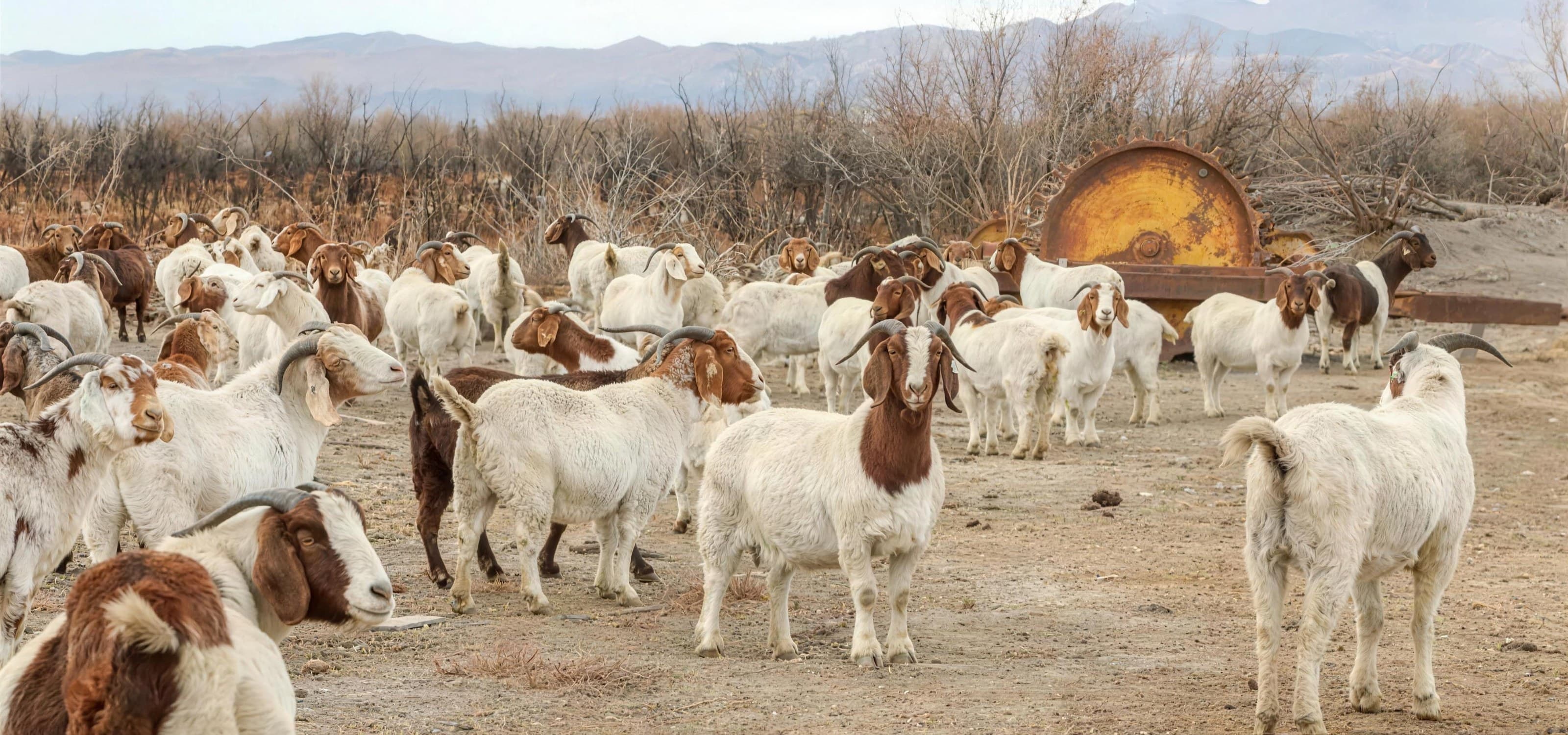 Herd of Boer goats grazing on a high-desert ranch with hills behind